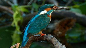 Perching Animals - Andy's Secret Hideout Series 1 - CBeebies