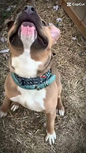 Someplace #pitbull #pitbullterrier #intraining