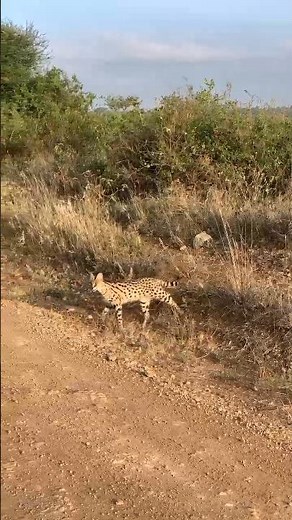 Serval Cat Hunting in the Wild Savannah