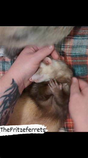 5.3K views · 350 reactions | This ferret is so freaken spoiled lol #ferret #ferrets #ferretvideos #spoiled #fbreelsfypシ゚viralfbreelsfypシ゚viral | TheFritzeferrets | Facebook
