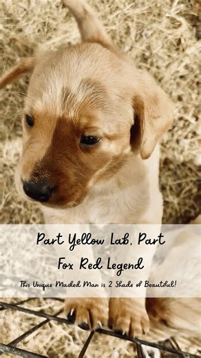 Who is that masked man? We've never seen this! Yellow Lab Puppy with Uniquely Half Fox Red Face!