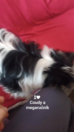 Coudy on Instagram: "29.1.2026 Jmenuji se Coudy. Byl jsem umyt. A to je důležité sdělení. Ale! Byl jsem jen utřený ručníkem. A to je, prosím, sotva polovina práce. Já mám totiž osvědčený sušící systém: běh kolem stěny → jemné otření bokem → ještě jednou → a pro jistotu zrychlit. Stěna pak ví, že jsem tu byl. Jenže… pánečkovi se to nelíbí. Prý mastnota. Prý vzpomínky na Rikoška. Prý „už zase“. Tak mi občas naservíruje deku na sedačku. Oficiálně „abych se povytíral“. Neoficiálně: Coudyho wellness 