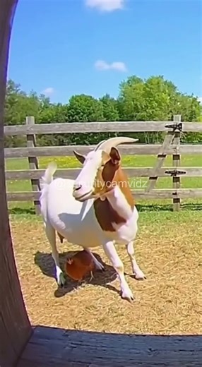 Goat DESTROYS Hawk Attacking Chicken! 😱 - Security Cam Vidz