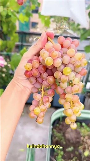 Anggur Italia: Cantik, Manis & Berair Segar 🍇🤤