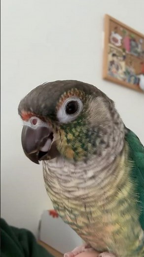 Green Cheek Conure Parrot Making Kissing Sounds #parrots #conure #greencheekconure #talkingparot