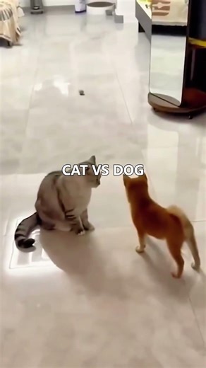 Cat vs Dog