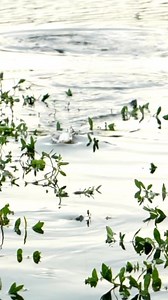 Lake Monster 🎣 | The Fish Whisperer