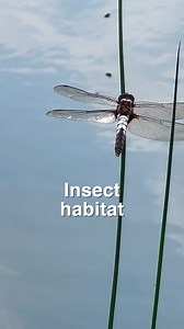 What are vernal pools and why do they matter? Watch FLLT President Andy Zepp explain the importance of vernal pools to our wetland restoration work in the Finger Lakes region. Help us save more land at http://fllt.org/volunteer and http://fllt.org/donate. See http://fllt.org/map for an interactive map of free, publicly accessible nature preserves on the Finger Lakes region. Our mission: To conserve forever the lands and waters of the Finger Lakes region, ensuring scenic vistas, local foods, clea