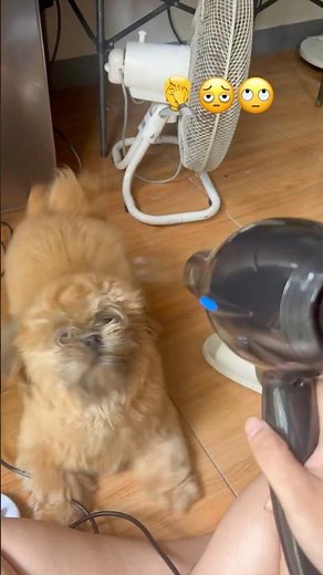 My Dog vs. The Blow Dryer 🐶💨 | Too Cute to Handle!