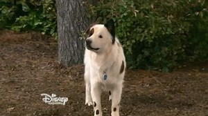 Dog with a Blog - S 3 E 24 - Stan's Secret Is Out