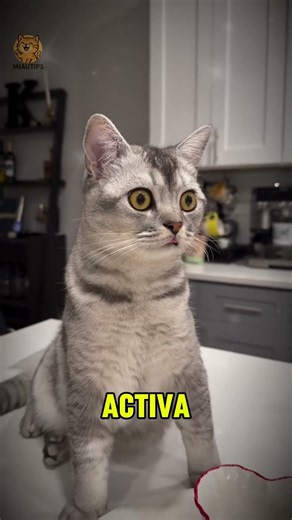 El miedo en los gatos: ¿normal o anormal? #gatos #vet