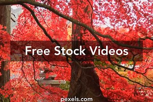 Zen Garden Videos, Download The BEST Free 4k Stock Video Footage & Zen Garden HD Video Clips