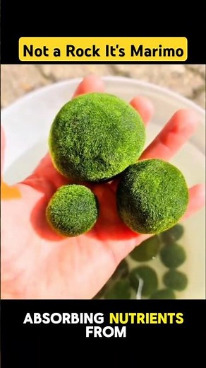The Secret Life of Marimo Moss Balls #nature