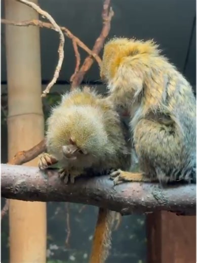 Meet Queenie: The New Pygmy Marmoset at Dudley Zoo