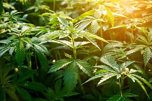 Sensitivity to weed: New study suggests how individuals become happy or paranoid high