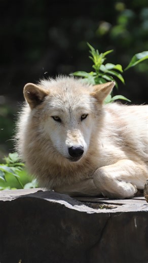 At the International Wolf Center, we use an ethogram to record the behaviors of the ambassador wolves. Listen as our Assistant Wolf Curator, Abby, explains what Airplane Ears are and why wolves will display their ears in this position. #internationalwolfcenterelymn #wolffacts🐺 #🐺 #wolvesofinstagram #wolfscience #wolfwednesdays #wolfwednesday #wolfwednesday🐺 #wolf #wolves #internationalwolfcenter | International Wolf Center