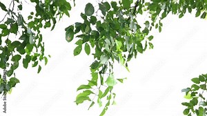 Millettia pinnata tree. It is a species of tree in the pea family Fabaceae. Its other names Pongamia pinnata, Indian beech and Pongame oiltree. Oil is extracted from its seeds. Ayurvedic medicine.