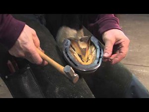 FootPro Farrier Information Series: Shoeing the Hind Feet