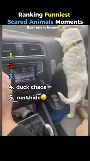 Ranking Funniest Scared Animals Moments #funny #fails #college #shorts
