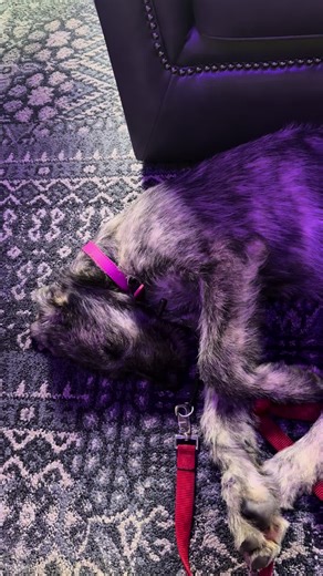 We work on a lot of noise desensitization, and Faith is showing a perfect example of what calm, confident exposure looks like. Learning that sounds don’t have to be scary builds resilience, confidence, and a dog who can think clearly in the real world. 🐾