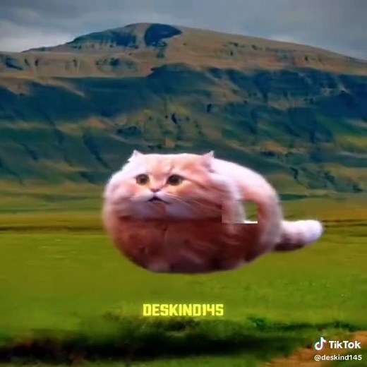 Amazing Spinning Cat Compilation