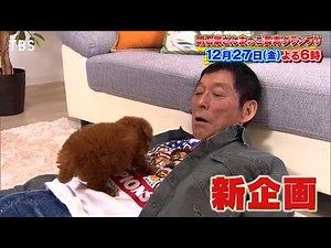 さんま､犬を飼う？激カワ子犬との出会い＆思い出の地で愛犬散歩『明石家さんまのご長寿グランプリ2024』12/27(金)【TBS】