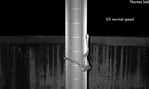 Brown lasso tree snake ingeniously climbs up a pole