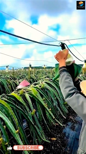 LED Lights Farming Trick ll TOT FACTS