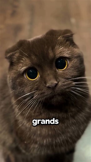 All cat owners make this mistake…😳😾