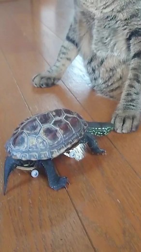 Funny Skateboarding Turtle Compilation