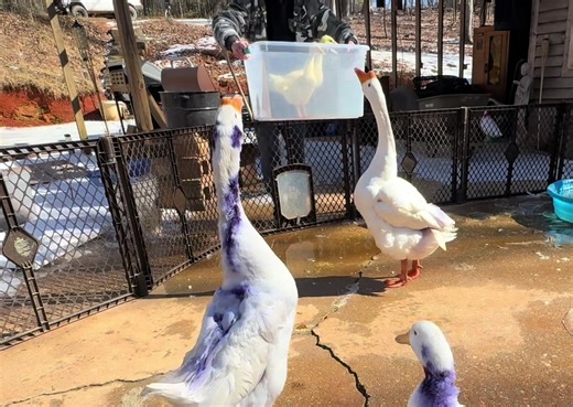 Rescuing Baby Geese: Heartwarming Moments After Attack