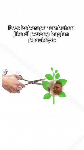 🌱penjelasan singkat:Tumbuhan dapat tumbuh setelah dipotong karena memiliki jaringan meristem yang selalu tersedia di daerah pertumbuhannya. Meristem ini memungkinkan tunas baru tumbuh untuk menggantikan bagian yang hilang. #flop #floptok #berandatiktok #capcut #floptropicaflops #fypシ #fyp #flopeducation #flopbiology #biology