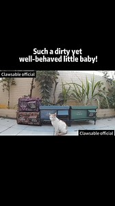 Living the good life, one paw at a time 🐱💛 #clawsable #cathouse #heatedcathouse #outdoorcats #catshelter #feralcats #rescuecat #straycat #wintercats #catrescue #communitycats #catasmr | Clawsable