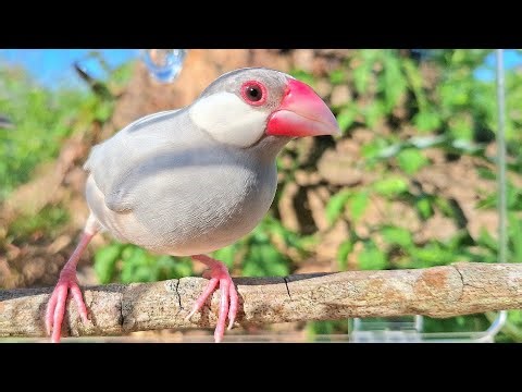 Java finch singing sound: funny java sparrow sing so lound and long time today. That's great singing