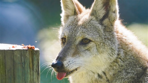 Sarasota County Commission calls for state to change coyote policy, citing public safety