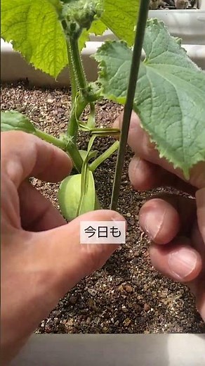 4/30【キュウリ】手入れ 植付け後は こうして手入れをすれば成長が早く大きく育って収穫が早くなります