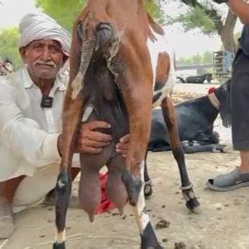 Pakistani goat nagri and Betal goat farming.goat dairy farming with beetal and Ambarsari goat