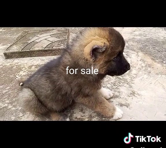 Affordable Quality Ghanaian Dogs for Sale