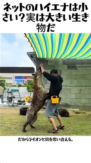 ネットのハイエナは小さい？実は大きい生き物だ#ハイエナ #アフリカ野生動物 #動物雑学 #野生動物解説 #ライオン #衝撃事実 #自然 #動画解説 #生き物