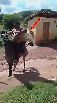 Top Collection Of Beautiful And Powerful Horses #shorts