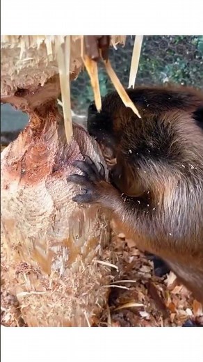 Insane Beaver dam removal, You have ever seen