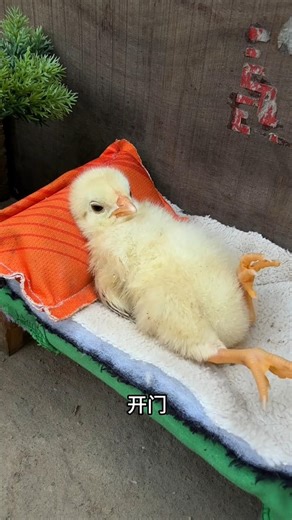 Chintu was scared by a ghost 😱🤯 viral gadget Home appliances #facts #shorts