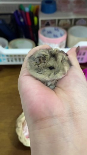 Hamsters: Assembling the Perfect Syrian Hamster Habitat
