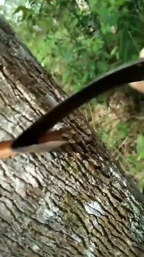 Collecting latex (Rubber) 🌳 #latex #rubber #harvesting | Mohmmed Javeed