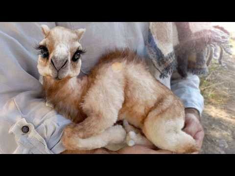Welcome to the World of Adorable Baby Animals 😍 Cute Animal Videos