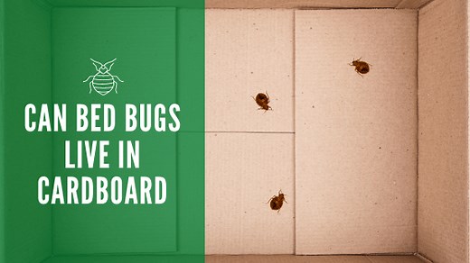 Can Bed Bugs Live in Cardboard: Should You Keep Boxes In Your Home?