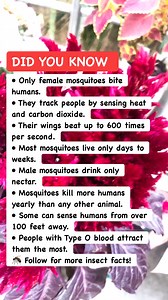 Mosquito Facts That Will Freak You Out 🦟 #BugScience #MosquitoInfo #InsectFacts | Amazing Facts