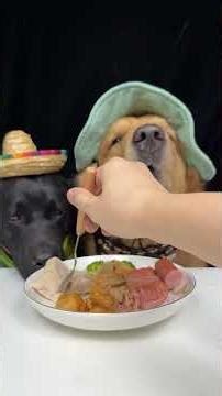 The Food Was Too Close to Ignore. Golden and Labrador. Cute Pet Debut Plan