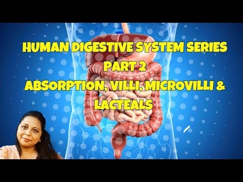 Human Digestive System Part 2 | Absorption, Villi, Microvilli & Lacteals Explained | A & O Level
