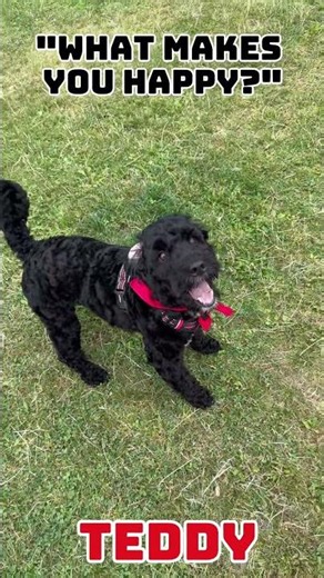 Nothing makes me happier than my doggy best friend. #dogs #cockapoo